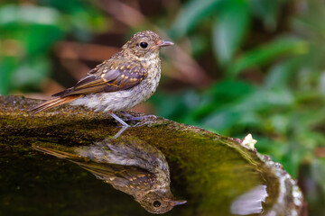 泉で水浴びをする可愛いキビタキ（ヒタキ科）の幼鳥。

日本国神奈川県秦野市、弘法山公園、権現山バードサンクチュアリにて。
2022年7月撮影。

A lovely juvenile Narcissus Flycatcher (Ficedula narcissina) bathing in a spring.
