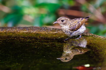 泉で水浴びをする可愛いキビタキ（ヒタキ科）の幼鳥。

日本国神奈川県秦野市、弘法山公園、権現山バードサンクチュアリにて。
2022年7月撮影。

A lovely juvenile Narcissus Flycatcher (Ficedula narcissina) bathing in a spring.
