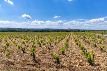 Typical vineyard with stones near Chateauneuf-du-Pape, Cotes du Rhone, France