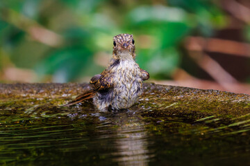 泉で水浴びをする可愛いキビタキ（ヒタキ科）の幼鳥。

日本国神奈川県秦野市、弘法山公園、権現山バードサンクチュアリにて。
2022年7月撮影。

A lovely juvenile Narcissus Flycatcher (Ficedula narcissina) bathing in a spring.
