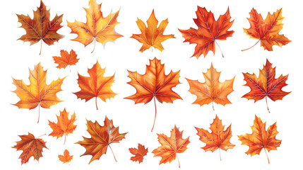 Obraz premium A set of maple autumn leaves isolated on a transparent background