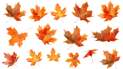 A set of maple autumn leaves isolated on a transparent background