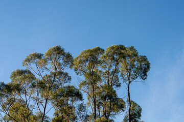 eucalyptus gum trees growing in a bush forest with oulther species of plants, native to Australia...