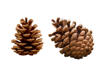 Two Mature Pine Cones on Transparent Background