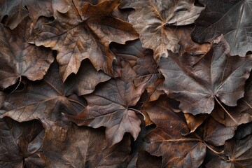 Fototapeta premium Brown detailed autumnal background of group of dried platanus leaves. Top view