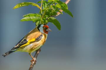 Goldfinch on a branch close up with a beautiful bokeh background