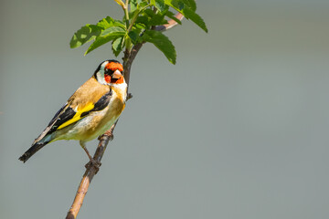 Goldfinch on a branch close up with a beautiful bokeh background