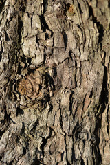 Hawthorn bark detail