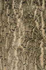 Boxelder maple bark detail