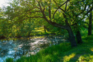 Summer forest landscape - green oak tree on the bank of the small forest river in sunny weather
