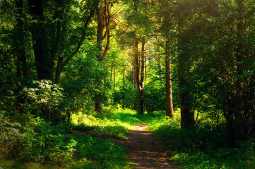 Obraz premium Forest landscape in sunny weather - forest trees and narrow path lit by sunset light