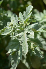 Common marsh mallow leaves