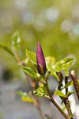 Magnolia Susan flower bud