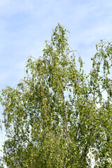 Obraz premium Common birch tree