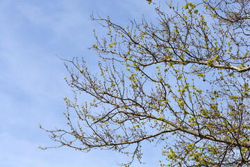 London plane branches with new leaves