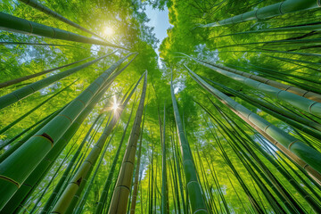 Tranquil Bamboo Grove with Dappled Sunlight