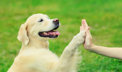 Golden Retriever dog gives paw to hand high five owner woman on the grass training in park