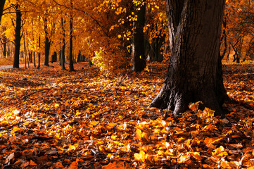 Fallforest landscape. Dry fall leaves covering the ground and forest fall trees