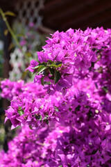 Obraz premium Purple Bougainvillea flower bush