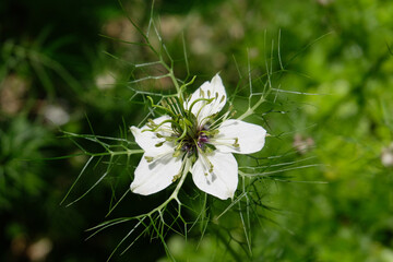 Fleur de Nigelle de Damas au printemps en gros plan