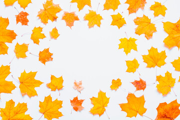 Autumn background. Seasonal autumn maple leaves on the white background. Autumn composition