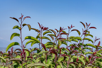Obraz premium Malosma is a plant genus which contains only a single species, Malosma laurina， laurel sumac and lentisco (Spanish)，Plants at Griffith Observatory, Los Angeles, California