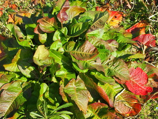 冬の江戸川土手のカラフルな若葉