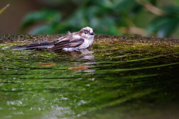 泉で水浴びをする可愛いエナガ（エナガ科）の幼鳥の群れ。

日本国神奈川県秦野市、弘法山公園、権現山バードサンクチュアリにて。
2022年7月撮影。

A flock of lovely juvenile long-tailed tit (Aegithalos caudatus) bathing in a spring.
