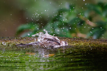 泉で水浴びをする可愛いエナガ（エナガ科）の幼鳥の群れ。

日本国神奈川県秦野市、弘法山公園、権現山バードサンクチュアリにて。
2022年7月撮影。

A flock of lovely juvenile long-tailed tit (Aegithalos caudatus) bathing in a spring.
