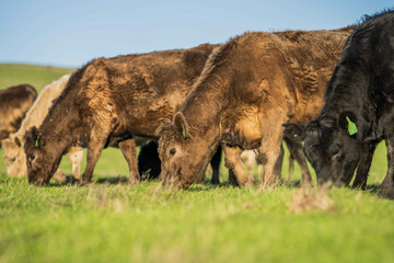 Stud beef cows in a field on a farm in England. English cattle in a meadow grazing on pasture in...