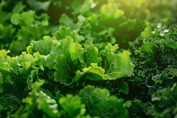 Fresh green lettuce leaves growing in a garden, illuminated by soft sunlight. Vibrant and healthy vegetables ready for harvest.