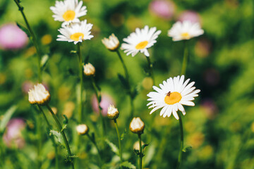 Fototapeta premium Blooming daisies opposite the blurry background of the flower glade.