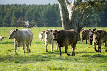 Stud beef cows in a field on a farm in England. English cattle in a meadow grazing on pasture in...