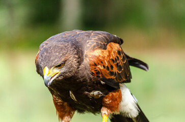 portrait of a harrris hawk, bird of prey concept. Parabuteo unicinctus