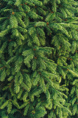 A close-up of a young fir tree branch in the summer.
