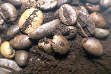 coffee beans. powder. cream. on a white background. the aroma of Sumatran coffee. arabica coffee. civet coffee. expensive and luxurious. drink lover