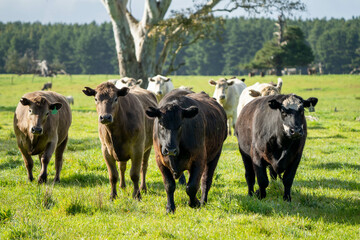 Stud beef cows in a field on a farm in England. English cattle in a meadow grazing on pasture in springtime. Green grass growing in a paddock on a sustainable agricultural ranch.
