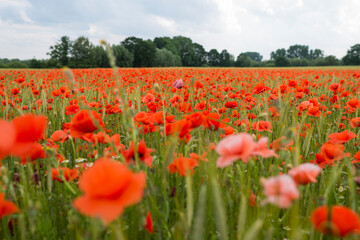 Shot of vibrant red flowers bloom in a field with green grass