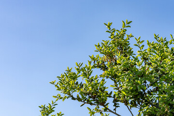 Quercus agrifolia, the California live oak, or coast live oak, is an evergreen live oak native to the California Floristic Province. Plants at Griffith Observatory, Los Angeles, California