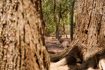 A deer in the forest