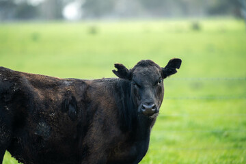 Beef cows and calves grazing on grass on a beef cattle farm in  Australia. breeds include murray...