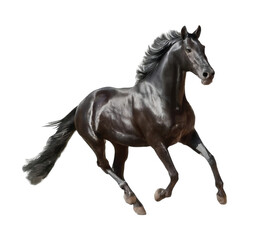 Fototapeta premium Running Black Horse, PNG file. Mockup template for artwork graphic design