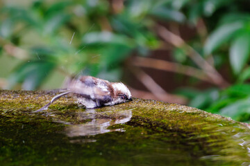 泉で水浴びをする可愛いエナガ（エナガ科）の幼鳥の群れ。

日本国神奈川県秦野市、弘法山公園、権現山バードサンクチュアリにて。
2022年7月撮影。

A flock of lovely juvenile long-tailed tit (Aegithalos caudatus) bathing in a spring.

