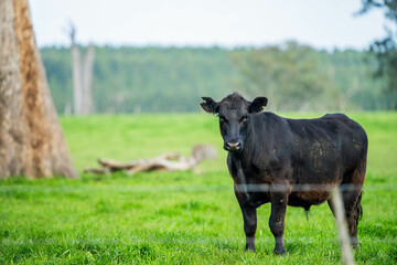 Beef cows and calves grazing on grass on a beef cattle farm in  Australia. breeds include murray...