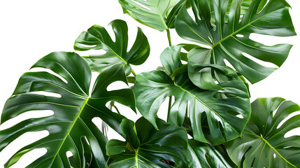 Monstera, a plant with beautiful foliage, suitable for decorating the house to make it lively