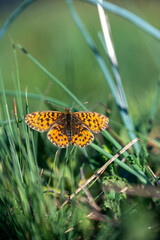 butterfly on a flower