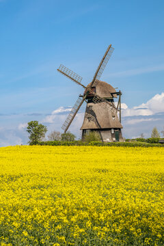 Germany, Schleswig-Holstein, Wangels, Vast oilseed rape field in spring with Farver Muhle in background