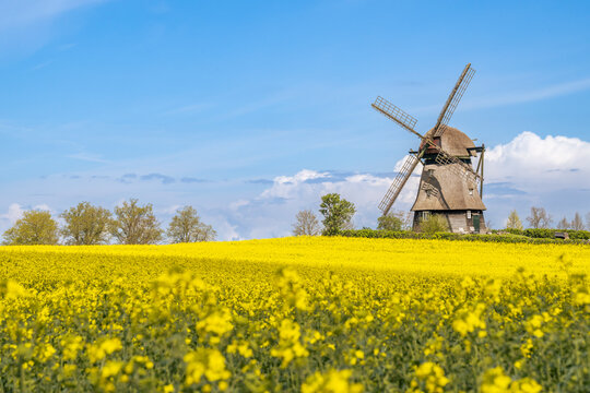 Germany, Schleswig-Holstein, Wangels, Vast oilseed rape field in spring withFarver Muhle in background