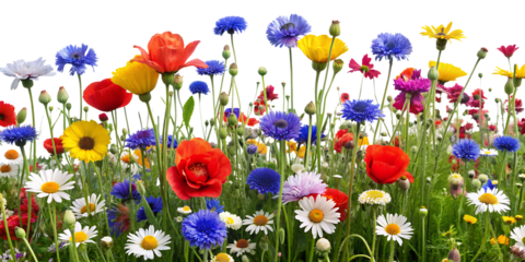 Wildflower bed rich in diversity, featuring a mix of poppies, daisies, and cornflowers, celebrating the beauty of native flora, isolated on  white background. AI GENERATED