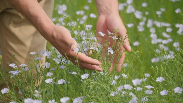 Close-up of a farmer's hand, a man inspects the flowering and integrity of a plant in a flax field